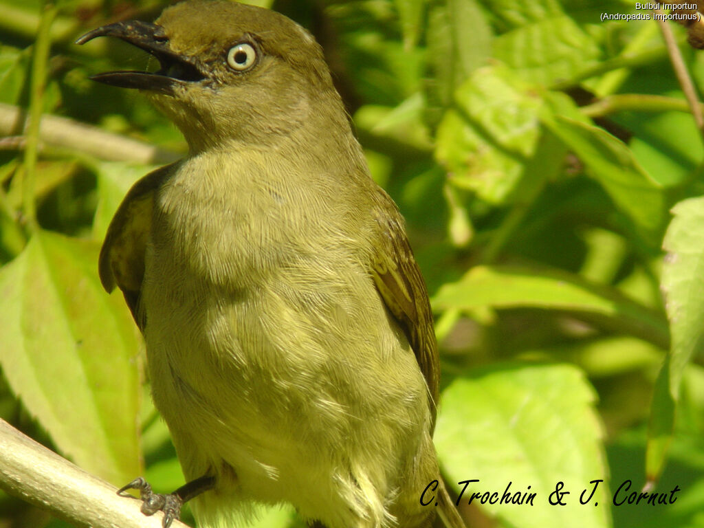 Sombre Greenbul