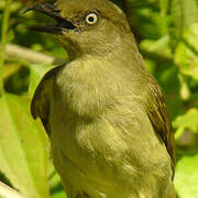 Sombre Greenbul