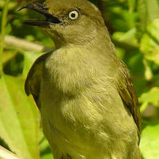 Bulbul importun