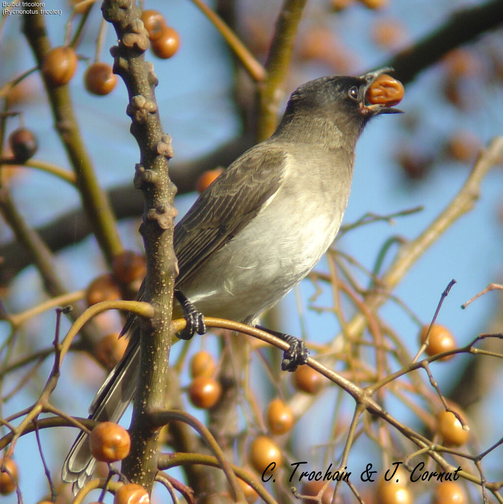 Dark-capped Bulbul