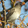 Bulbul tricolore