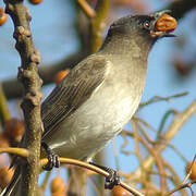 Dark-capped Bulbul