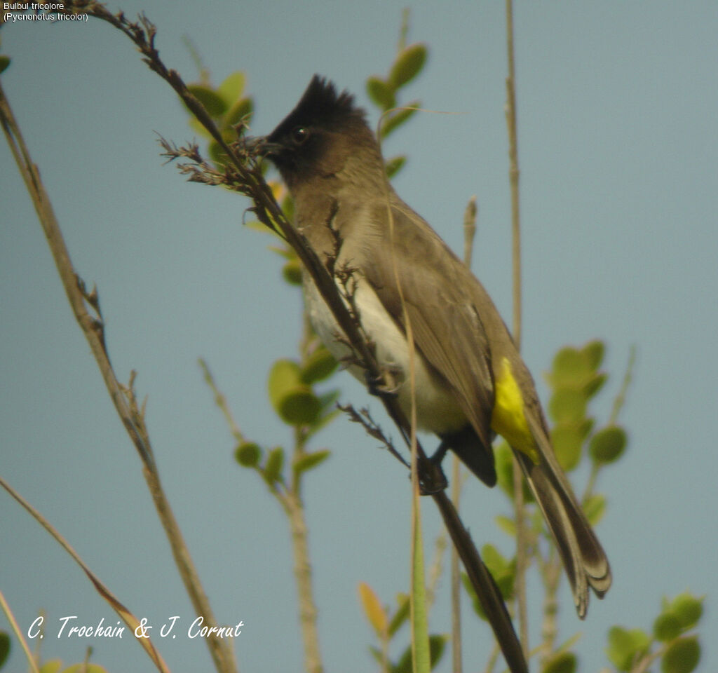 Bulbul tricolore