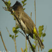 Dark-capped Bulbul