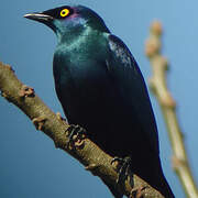 Black-bellied Starling