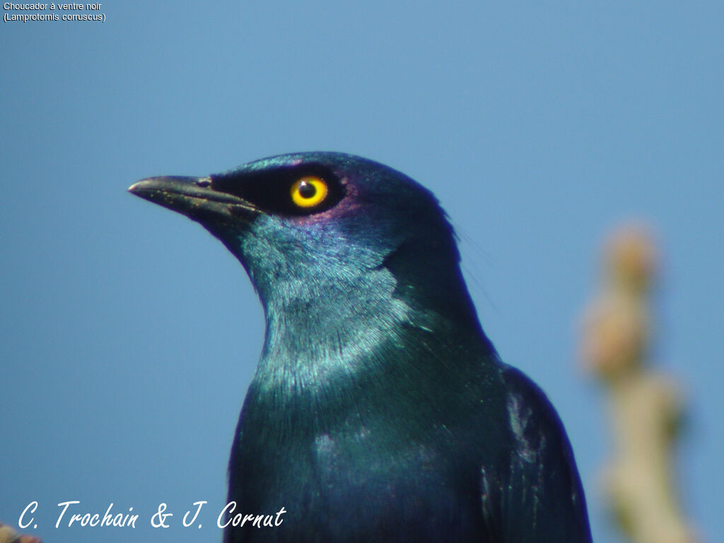 Black-bellied Starling