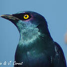 Choucador à ventre noir
