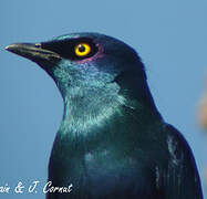 Black-bellied Starling