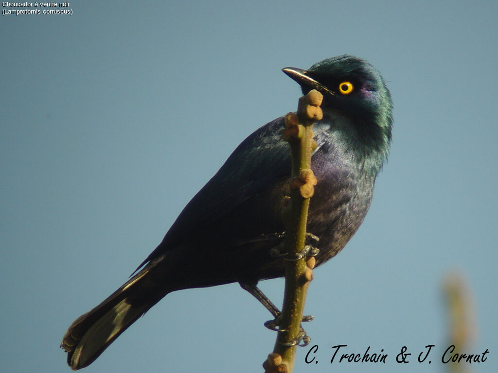 Black-bellied Starling