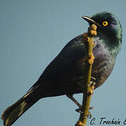 Black-bellied Starling