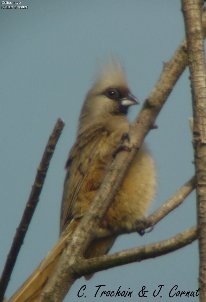 Speckled Mousebird