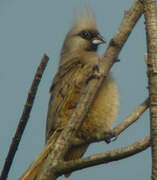 Speckled Mousebird