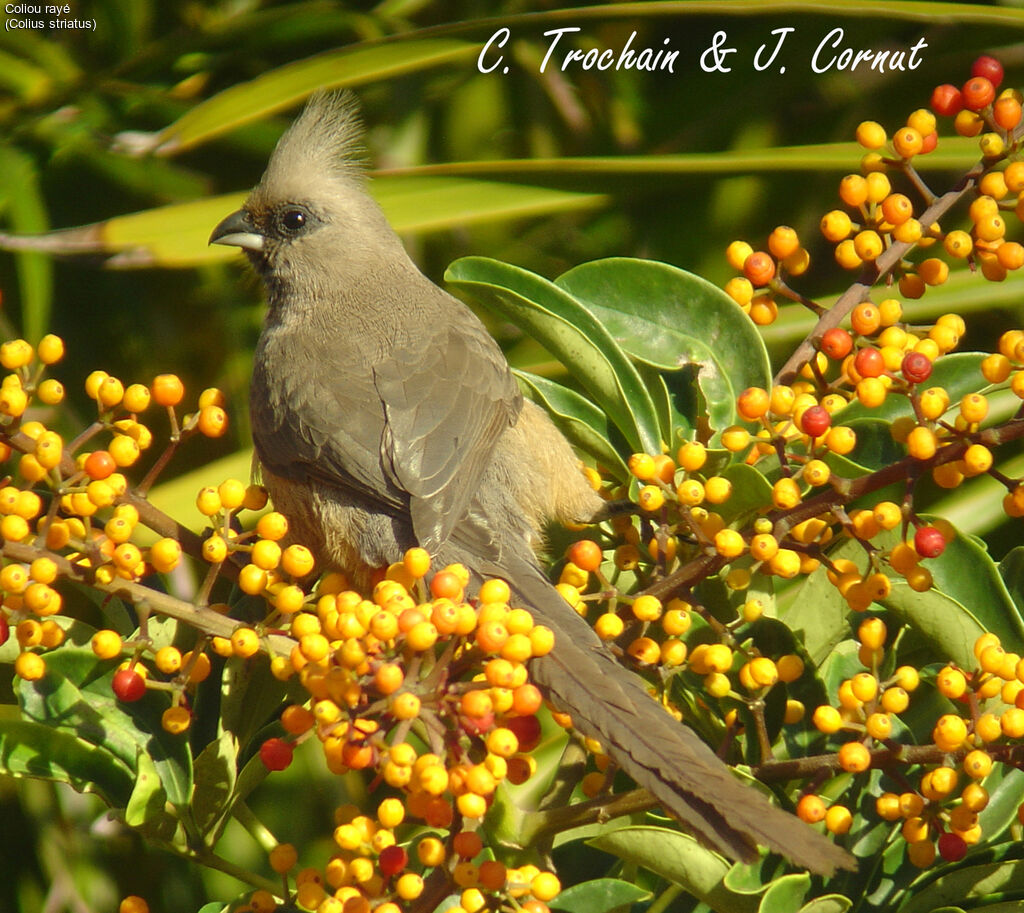 Speckled Mousebird