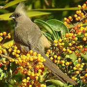 Speckled Mousebird