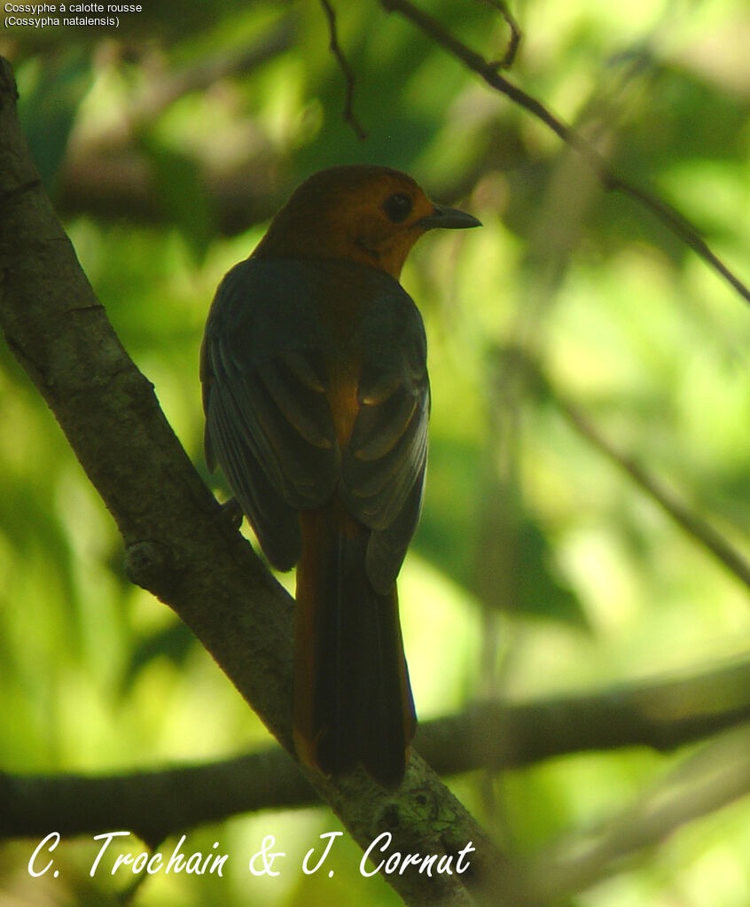 Red-capped Robin-Chat