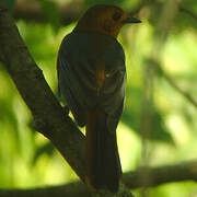 Red-capped Robin-Chat