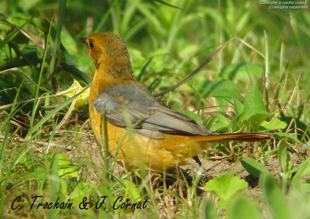 Red-capped Robin-Chat