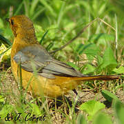 Red-capped Robin-Chat