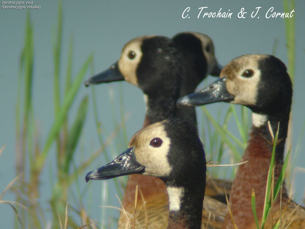 White-faced Whistling Duck