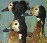 White-faced Whistling Duck