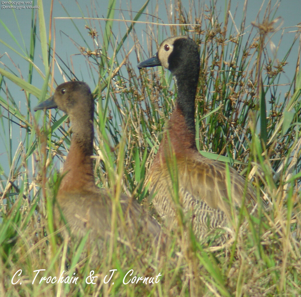 White-faced Whistling Duck