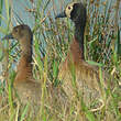 Dendrocygne veuf