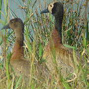 White-faced Whistling Duck