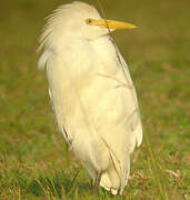 Western Cattle Egret