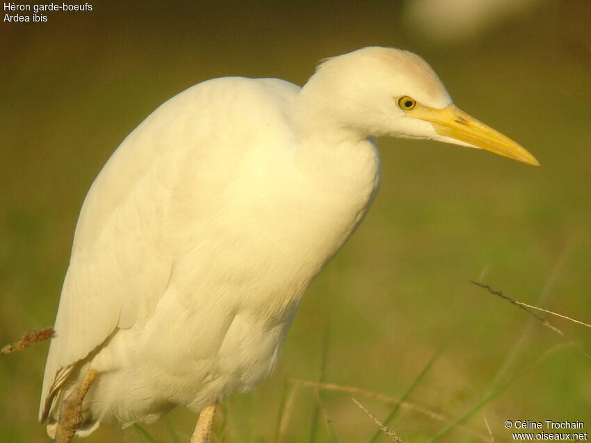 Western Cattle Egret