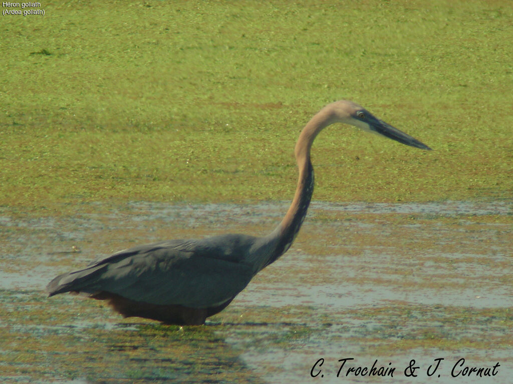 Goliath Heron