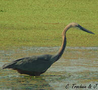 Goliath Heron