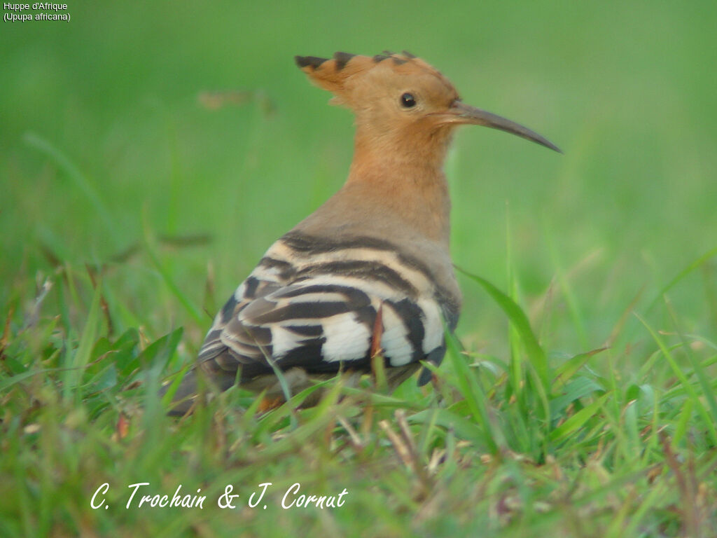 African Hoopoe