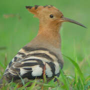 African Hoopoe