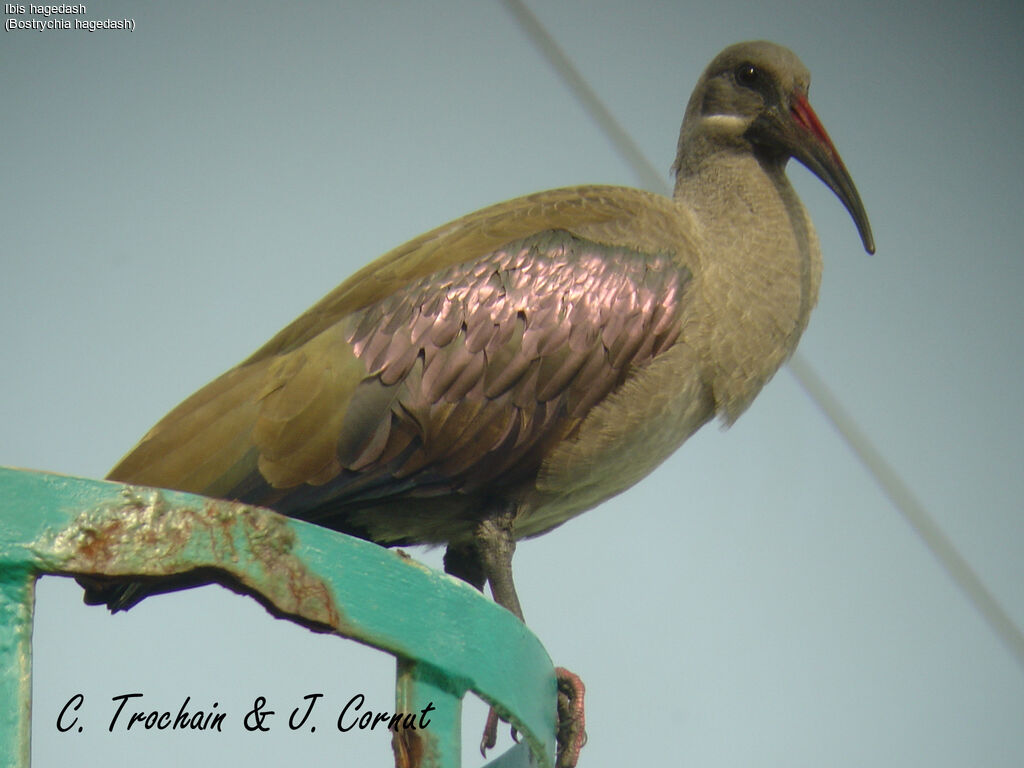 Hadada Ibis