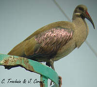 Hadada Ibis