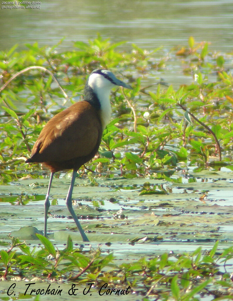 African Jacana