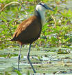 Jacana à poitrine dorée