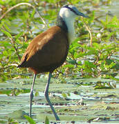 Jacana à poitrine dorée