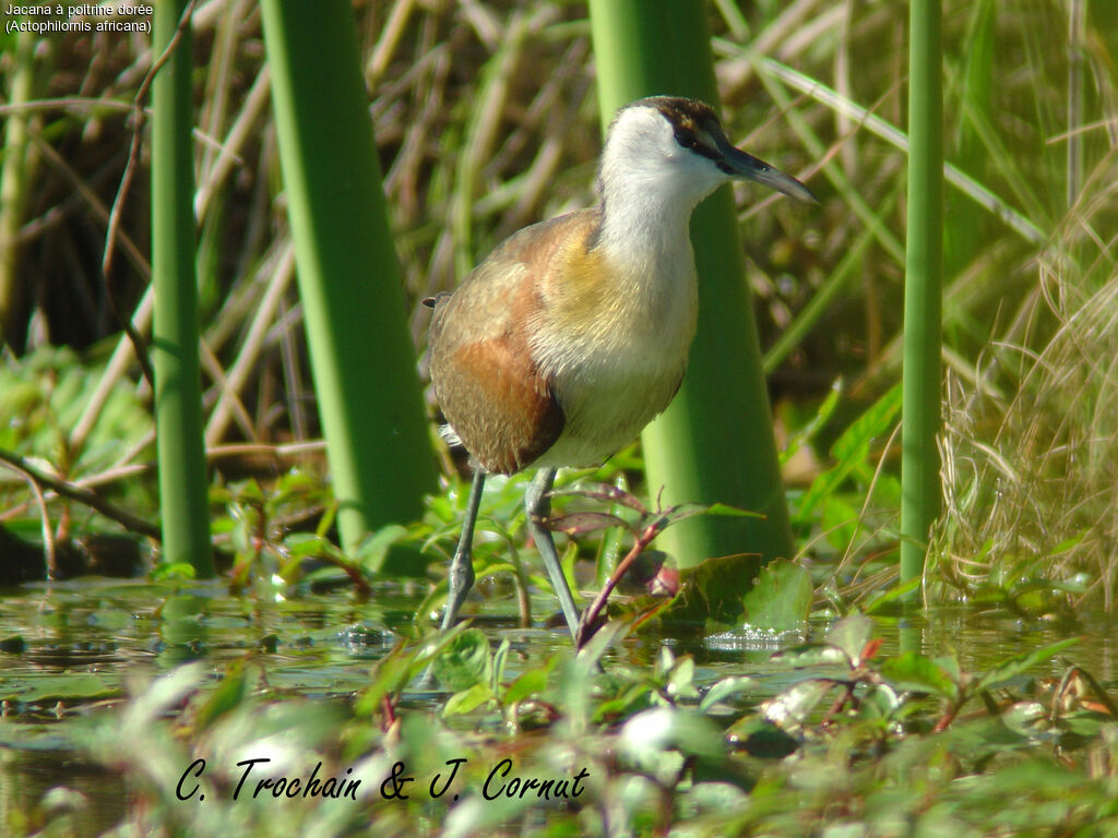 African Jacana