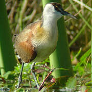 African Jacana