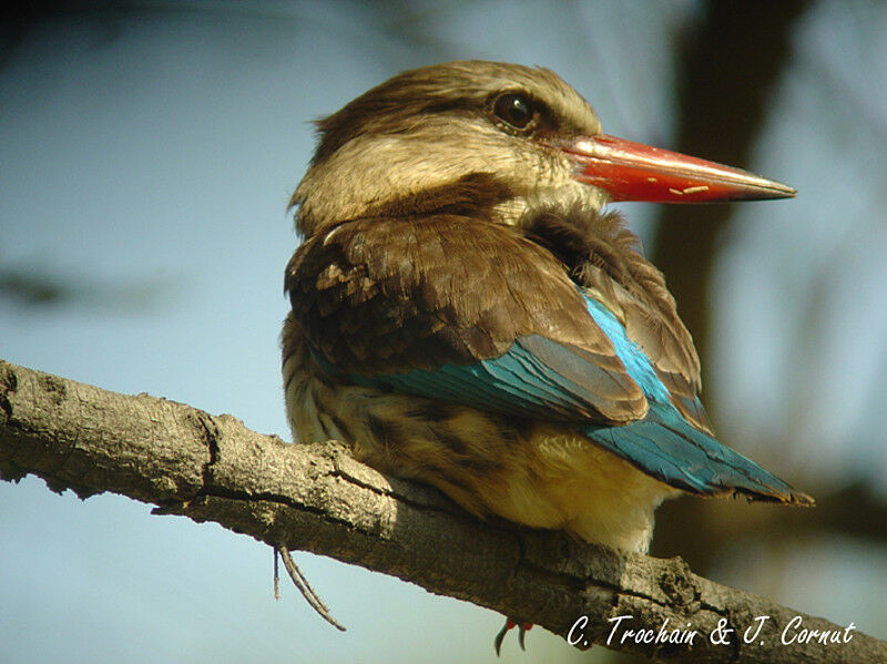 Brown-hooded Kingfisher