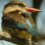 Brown-hooded Kingfisher