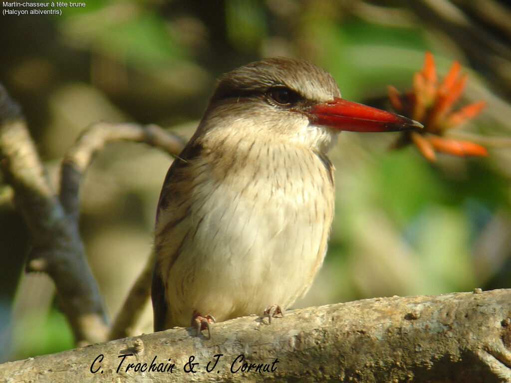 Brown-hooded Kingfisher