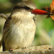 Brown-hooded Kingfisher