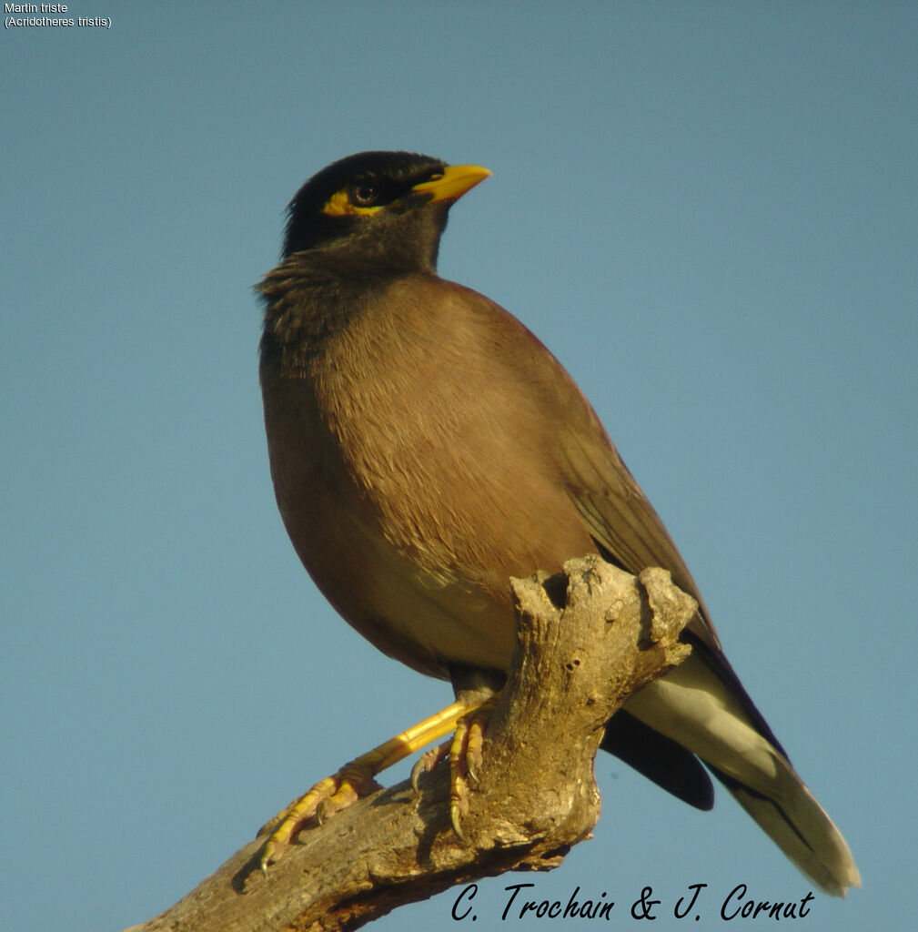 Common Myna