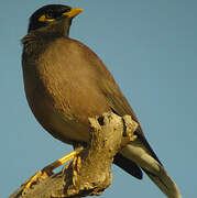 Common Myna