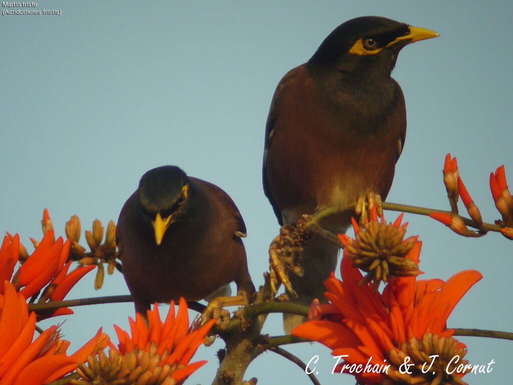 Common Myna