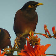 Common Myna