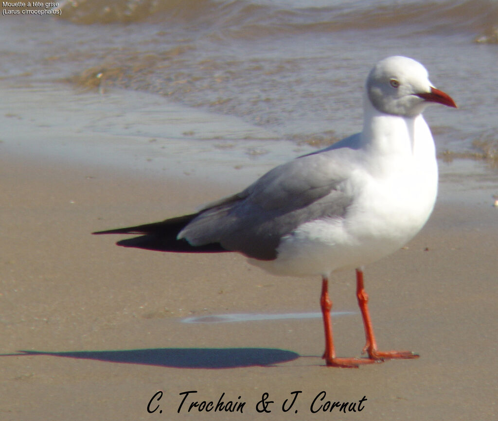 Mouette à tête grise