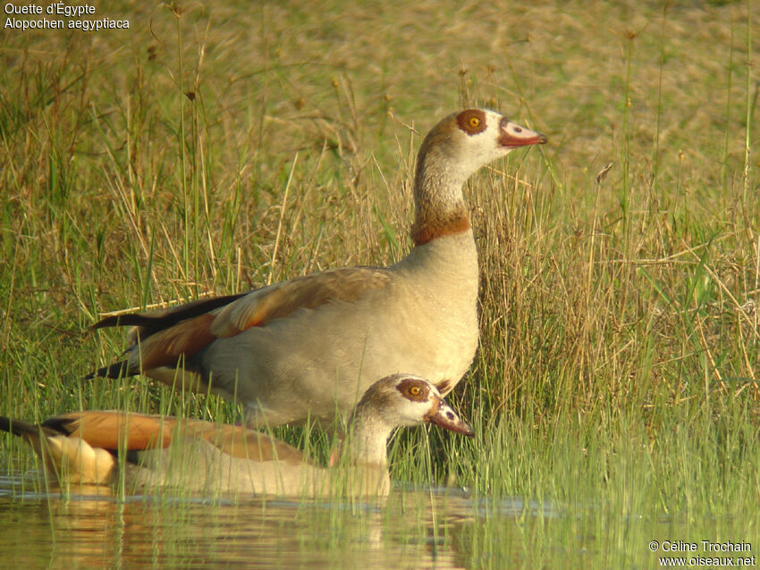 Egyptian Goose